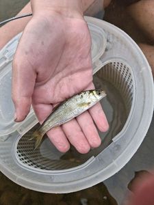 Common Dace