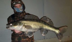 Zander