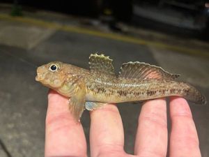 Gobius geniporus