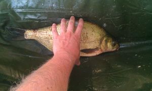 Common Bream