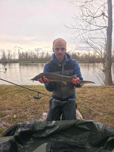 Sturgeon