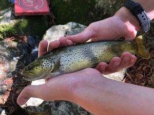 Brown Trout