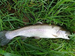 Rainbow Trout