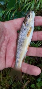 Brown Trout