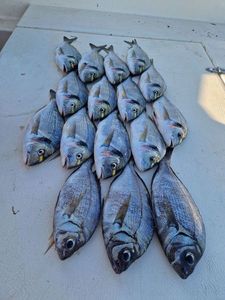 Gilthead Seabream