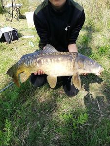 Mirror Carp