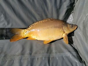 Mirror Carp