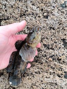 Giant Goby