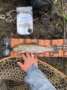 Rainbow Trout