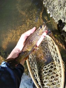 Brown Trout