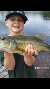 Largemouth Bass