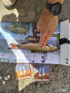 Barbel