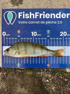 European Perch