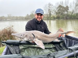Sturgeon