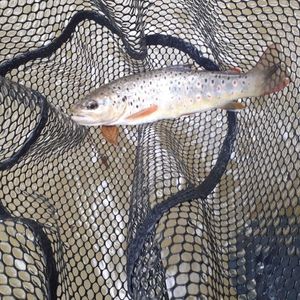 Brown Trout