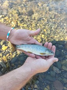 Brown Trout