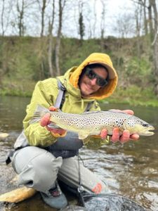 Brown Trout