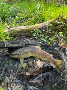 Brown Trout