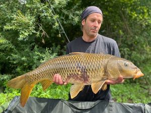 Common Carp