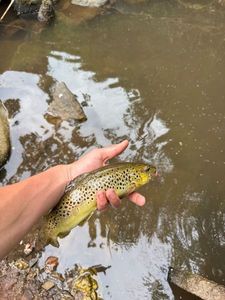 Brown Trout