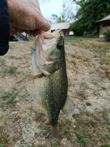 Largemouth Bass