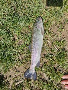Rainbow Trout