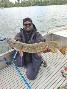 Northern Pike