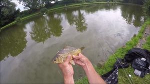 Mirror Carp