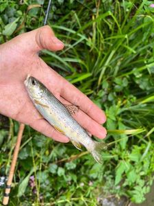 Brown Trout