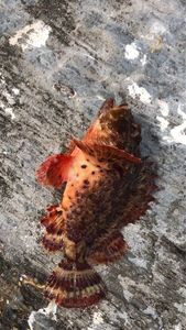 Brown Scorpionfish