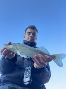 Zander