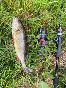 European Perch