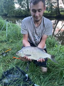 Common Bream