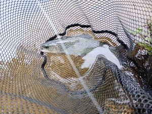 Rainbow Trout