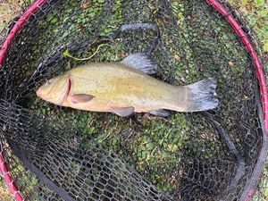 Tench