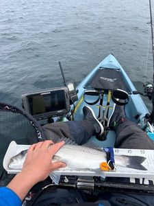 European Bass (Seabass)