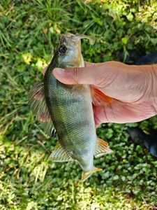 European Perch