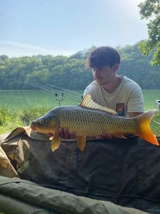 Common Carp