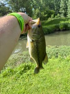 Largemouth Bass