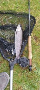 Rainbow Trout