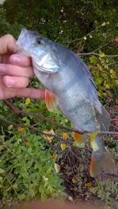 European Perch