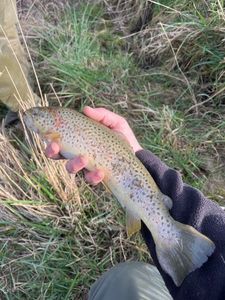 Brown Trout