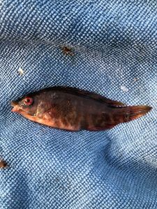 Axillary Wrasse