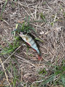 European Perch