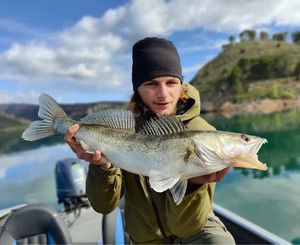 Zander