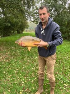 Mirror Carp