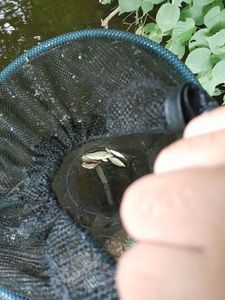 Roach