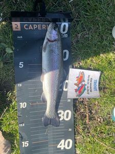 Rainbow Trout