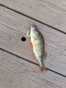 European Perch