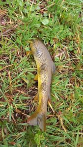 Brown Trout